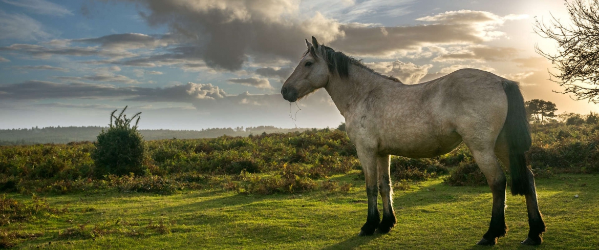 Slider-1-Hipica-Loyola-1920x800-1.jpg